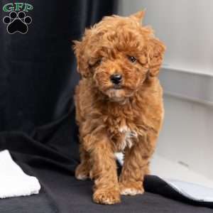 Abbie, Toy Poodle Puppy